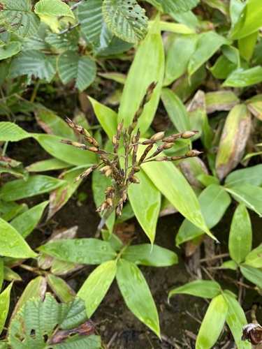 Sasa kurilensis, photograph 4