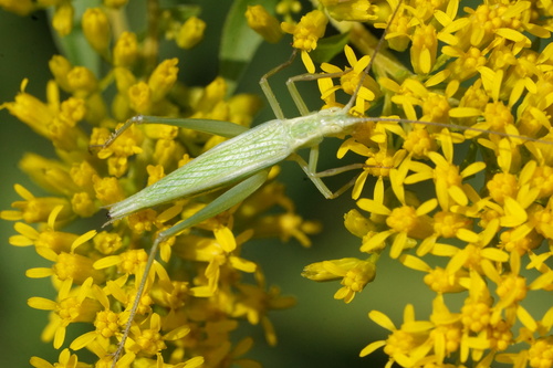 Four-spotted Tree Cricket photo 3