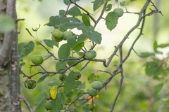 Sweet Crabapple (Malus coronaria)