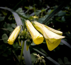 Oxalis pes-caprae