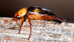Phyllotocus bimaculatus