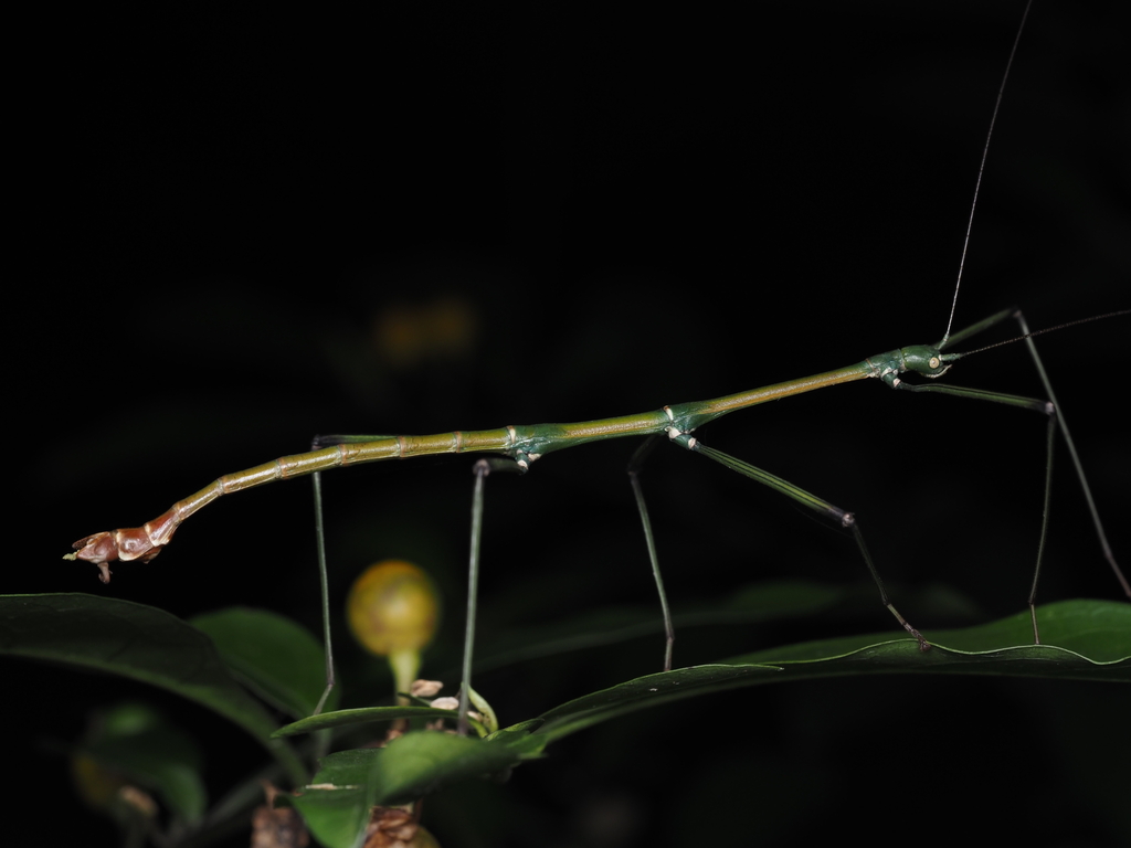 Phraortes
