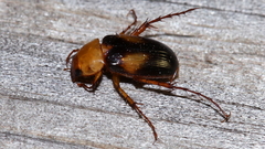 Phyllotocus bimaculatus