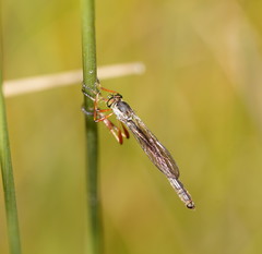 Leptogaster
