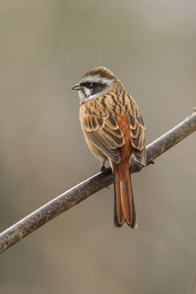 Meadow Bunting