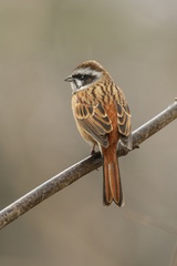 Meadow Bunting photo 1