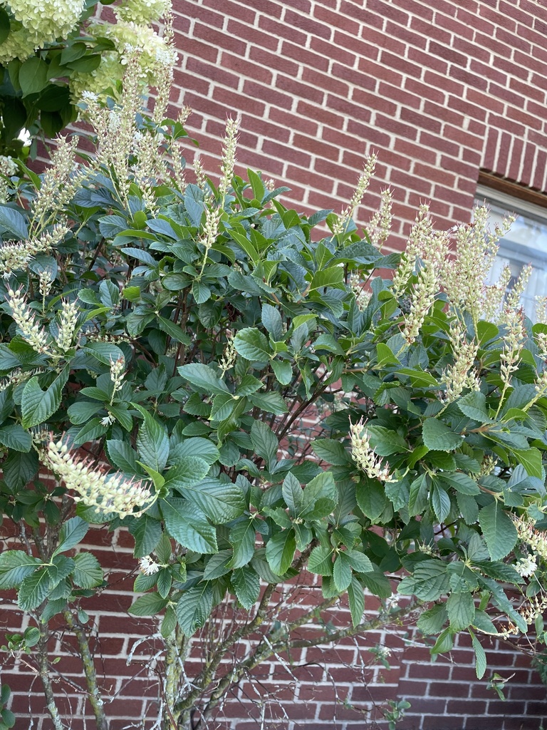 Clethra from Leslie Rd, Meadville, PA, US on September 2, 2023 at 0227