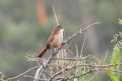 Bolivian Earthcreeper (Tarphonomus harterti), photo 7