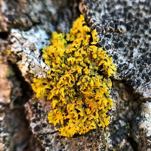 Bare-bottom Sunburst Lichen