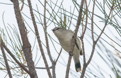Mangrove Gerygone photo 4