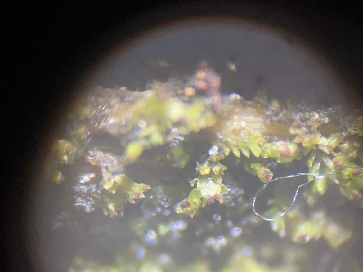 Scapania carinthiaca