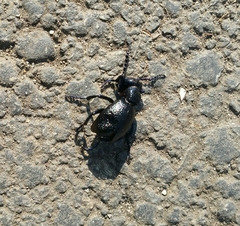 Meloe proscarabaeus