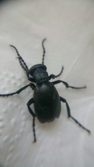 Meloe proscarabaeus