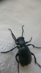 Meloe proscarabaeus