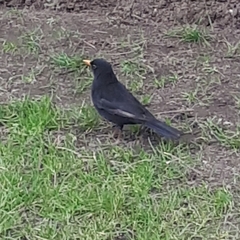 Turdus merula