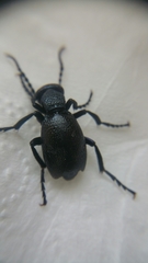 Meloe proscarabaeus