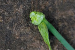 Allium strictum