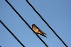 Hirundo rustica