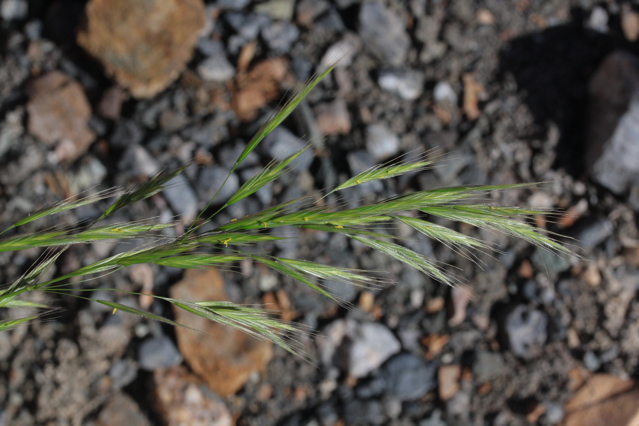 Bromus berteroanus