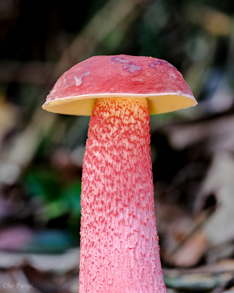 Heimioporus japonicus