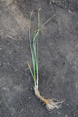 Allium strictum