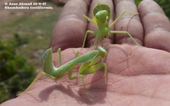 Rhombomantis tectiformis