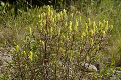 Castilleja pallida yukonis