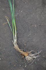 Allium strictum