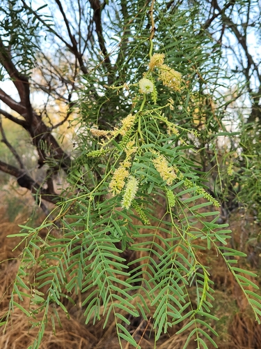 Prosopis glandulosa
