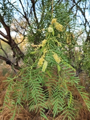Prosopis glandulosa