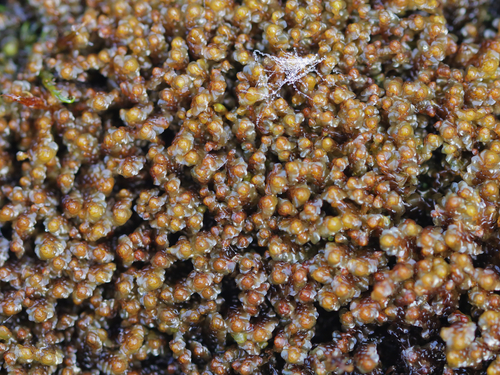 Scapania uliginosa