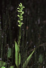 Platanthera flava herbiola