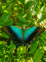 Papilio pericles