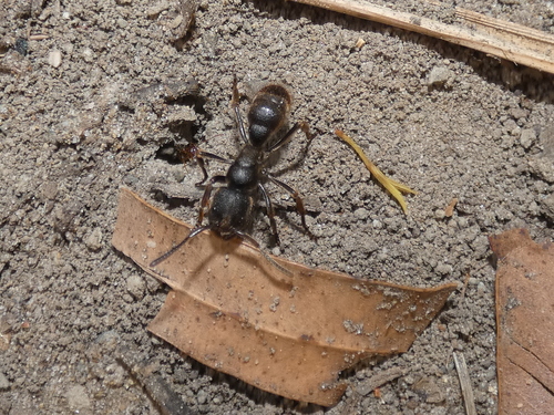 Pseudoneoponera porcataPseudoneoponera porcata