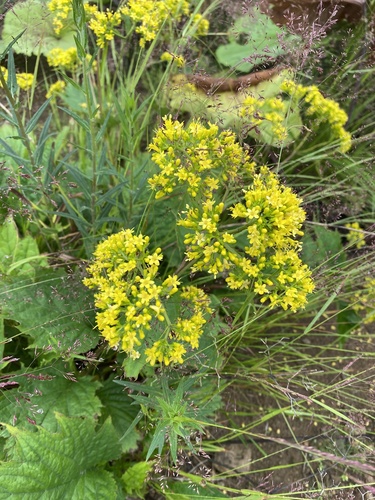 Patrinia gibbosa iNat (1)
