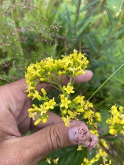 Patrinia gibbosa, photograph (c) Илья Руденко, some rights reserved (CC BY)
