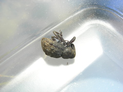 Hadramphus tuberculatus