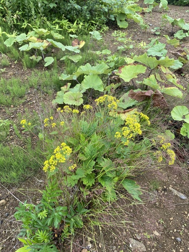 Patrinia gibbosa, photograph 3