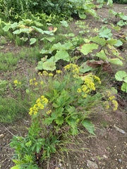 Patrinia gibbosa, photograph (c) Илья Руденко, some rights reserved (CC BY)