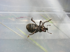 Hadramphus tuberculatus