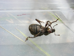 Hadramphus tuberculatus