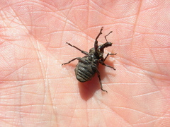 Hadramphus tuberculatus