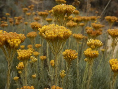 Helichrysum serotinum, photograph Duarte Frade, CC BY, iNaturalist via GBIF