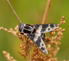 Pelecorhynchus nigripennis