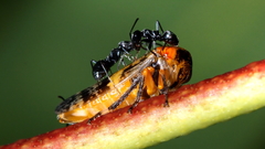 Eurymeloides adspersa