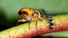 Eurymeloides adspersa