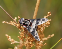 Pelecorhynchus nigripennis