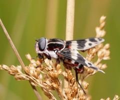 Pelecorhynchus nigripennis