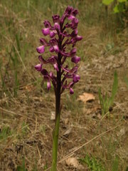 Anacamptis morio caucasica