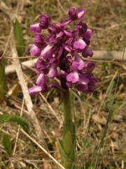 Anacamptis morio caucasica
